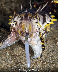Gotcha!
Flamboyant cuttlefish attack.
Nikon D750, Nikko... by Margriet Tilstra 